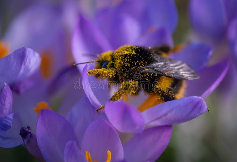 Pollen covered Bee on a winter crocus.