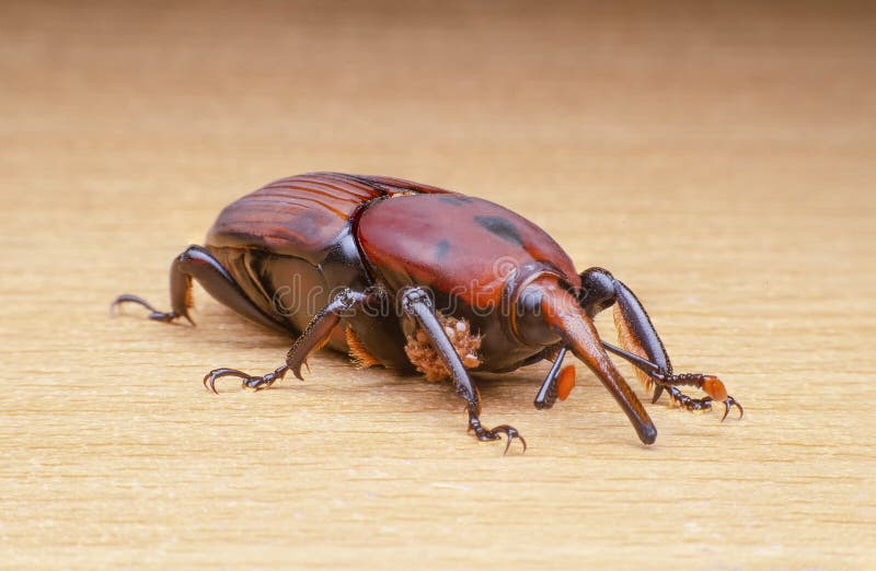 Red palm weevil royalty free stock photos