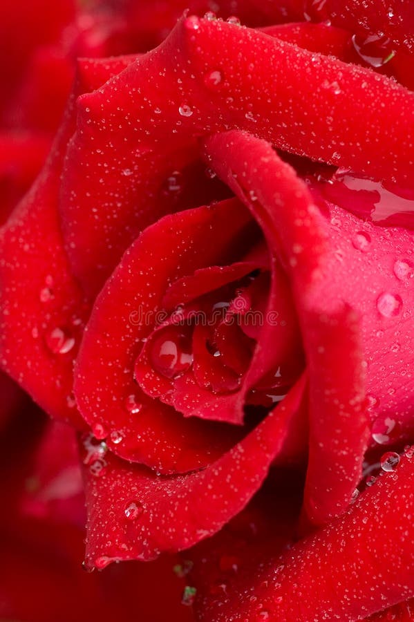 Macro Image Of Red Rose With Water Droplets Stock Image Image Of