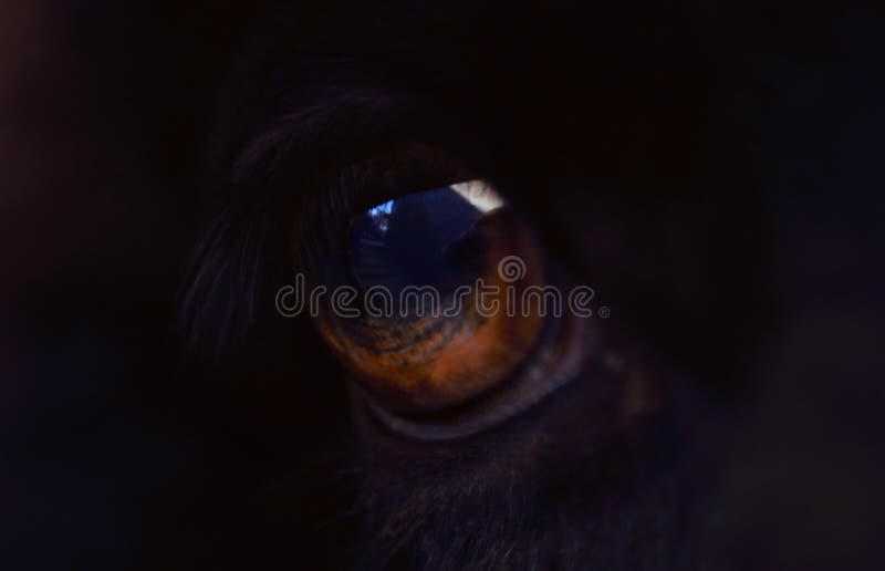 Macro Image of a Sheep S Eye Stock Image Image of black, nature