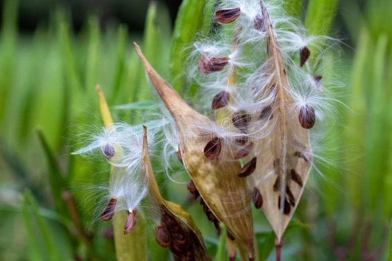 Seed Pods on a Swamp Milkweed Plant Stock Photo - Image of silky ...