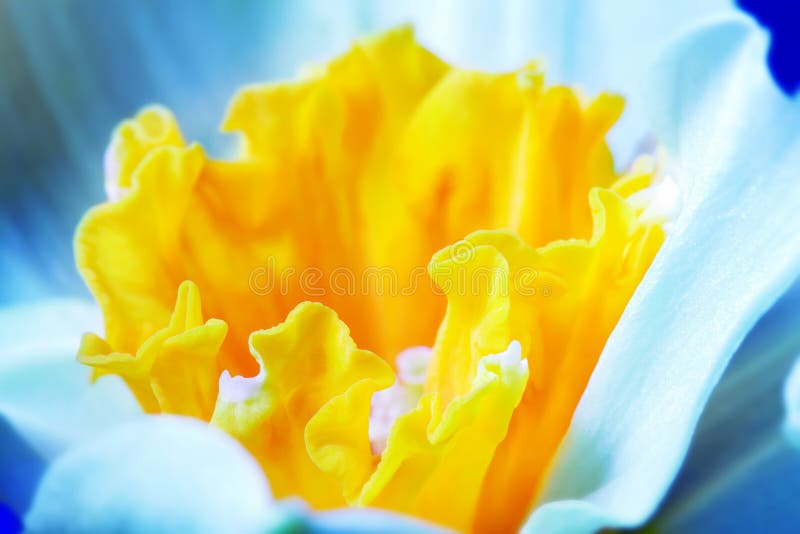 Macro image of spring flower, jonquil, daffodil.