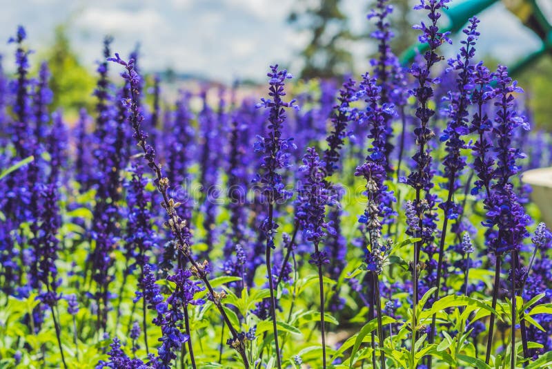 Macro image of spring lilac violet flowers royalty free stock photos Macro image of spring lilac violet flowers royalty free stock photos