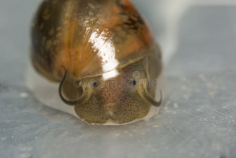 440 Tiny Snails Photos Free Royalty Free Stock Photos From Dreamstime