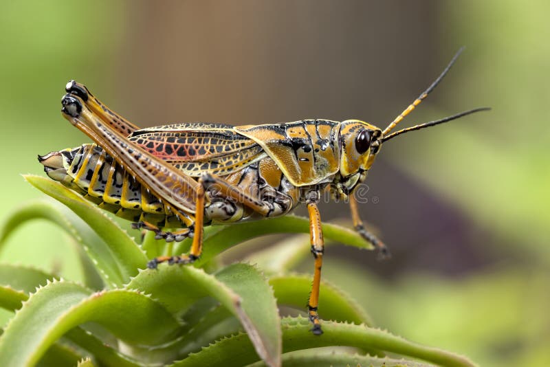 Macro image of a yellow locust.