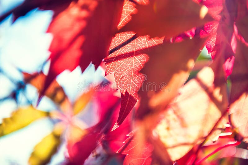 Macro immagine delle foglie di autunno rosse immagine stock Macro immagine delle foglie di autunno rosse immagine stock