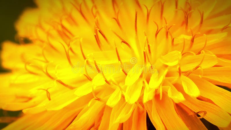 Macro jaune des fleurs de pissenlit