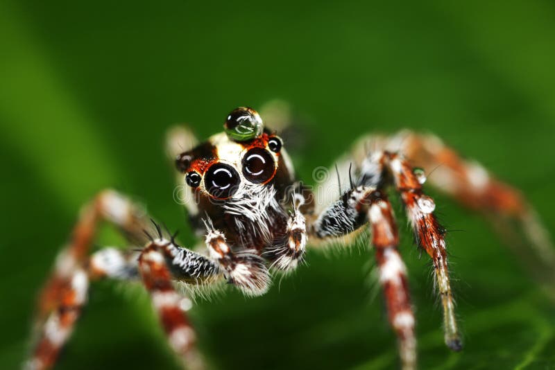Macro Of A Jumping Spider With Water Drop On Head Stock Photo Image