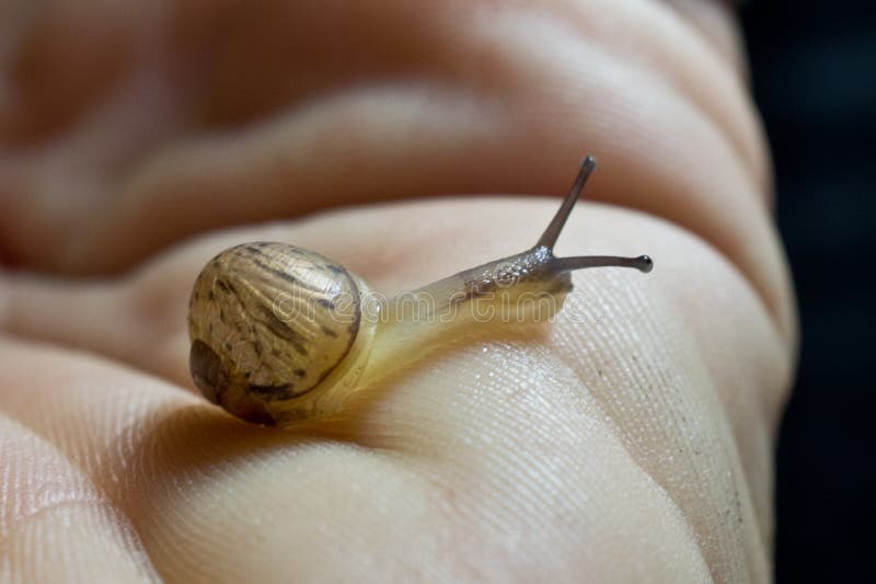 Macro Land Snail hand out of focus in background. Snail focal point. Macro Land Snail hand out of focus in background. Snail focal point.