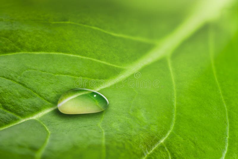 Macro of a large drop of transparent rain water on a green leaf royalty free stock photo Macro of a large drop of transparent rain water on a green leaf royalty free stock photo