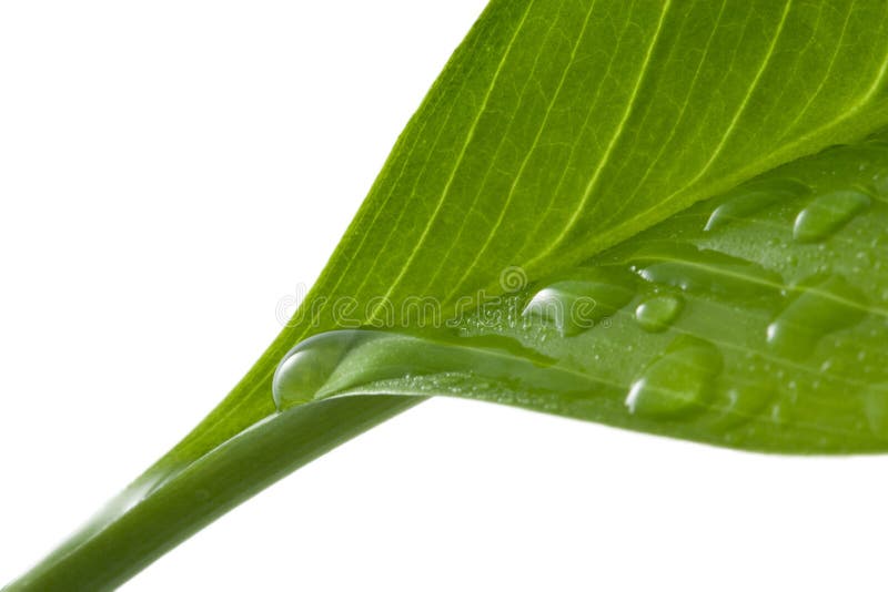 Macro of leaf with water drops