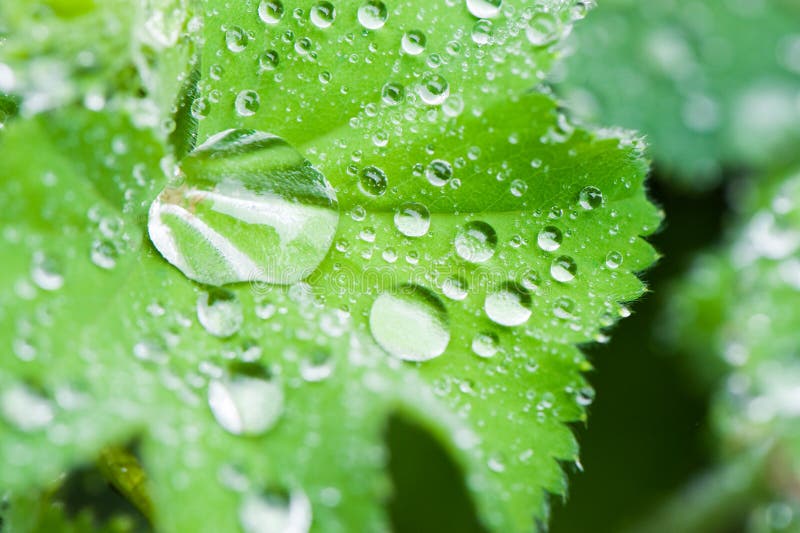 Macro of leafs with drops