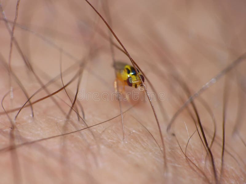 Macro lens close up detailed shot of a tiny yellow fly Thaumatomyia frit flies or grass flies belonging to the family Chloropidae royalty free stock photography Macro lens close up detailed shot of a tiny yellow fly Thaumatomyia frit flies or grass flies belonging to the family Chloropidae royalty free stock photography