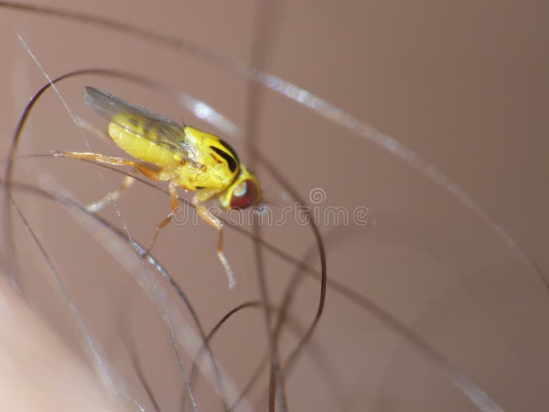 Macro lens close up detailed shot of a tiny yellow fly Thaumatomyia frit flies or grass flies belonging to the family Chloropidae