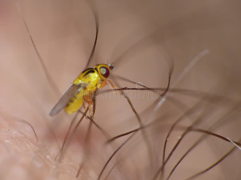 Macro lens close up detailed shot of a tiny yellow fly Thaumatomyia frit flies or grass flies belonging to the family Chloropidae stock image Macro lens close up detailed shot of a tiny yellow fly Thaumatomyia frit flies or grass flies belonging to the family Chloropidae stock image