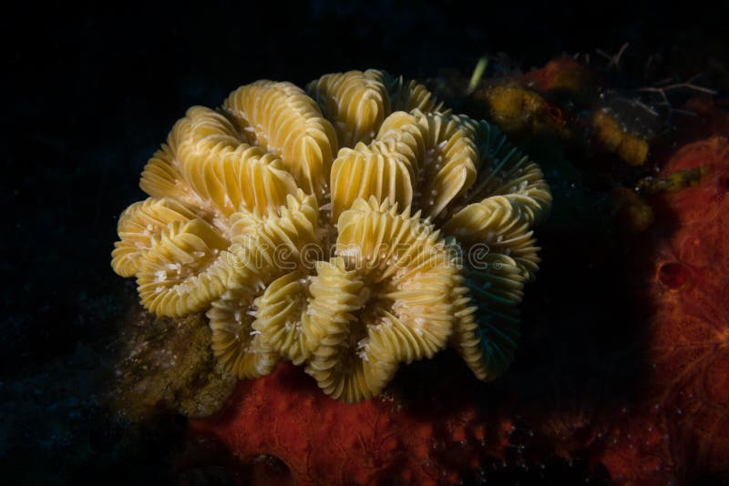 Elongate smooth flower coral Eusmilia fastigiata forma flabellata on the reef off the Dutch Caribbean island of Sint Maarten. Elongate smooth flower coral Eusmilia fastigiata forma flabellata on the reef off the Dutch Caribbean island of Sint Maarten