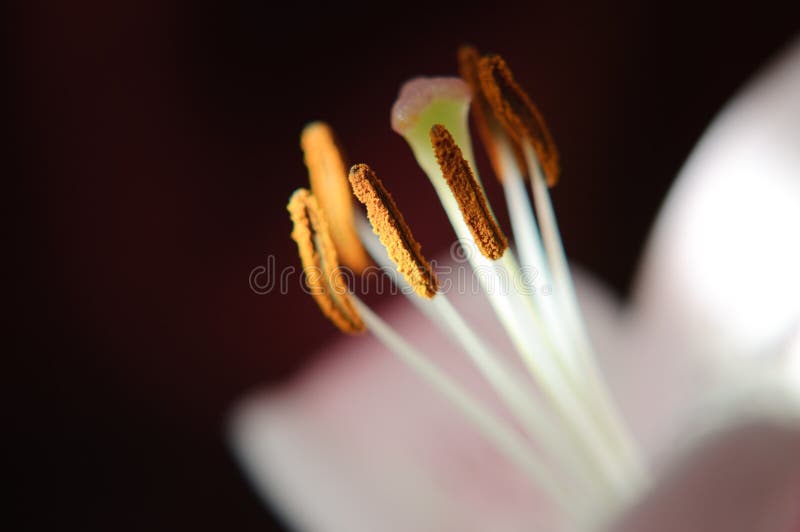 Macro of lily stamens and pistil