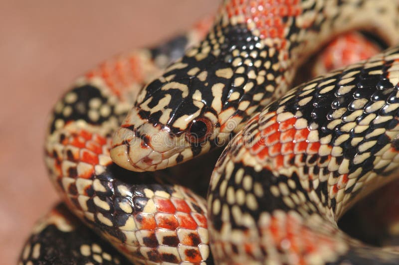 Macro Longnose da serpente foto de stock Macro Longnose da serpente foto de stock