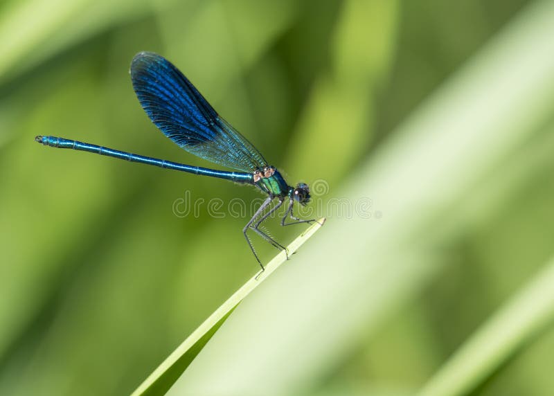Macro of male Banded Demoiselle, Calopteryx splendens resting on a green leaf. Damselfly of family Calopterygidae. Selective focus