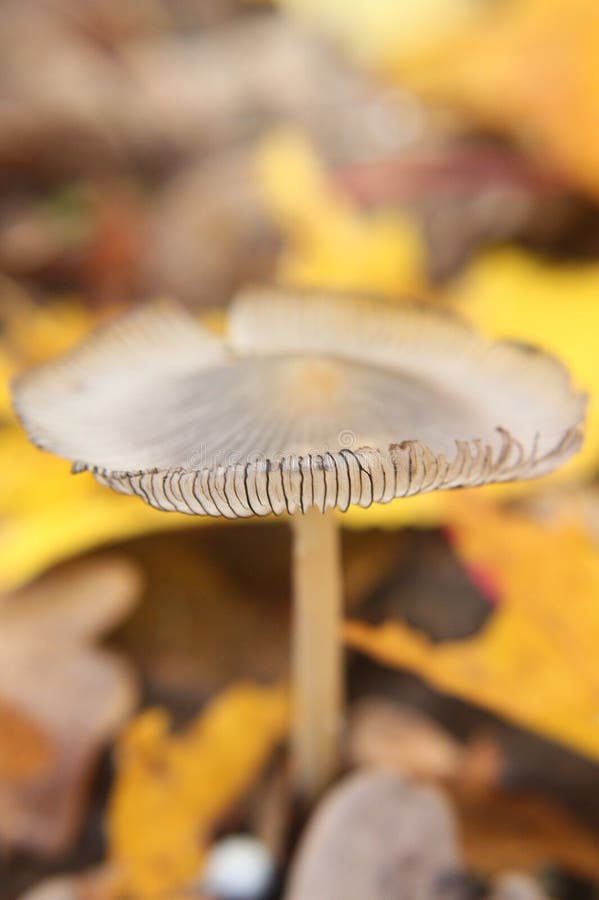 Wavy cap mashroom stock photo. Image of colorful, grey 101971296