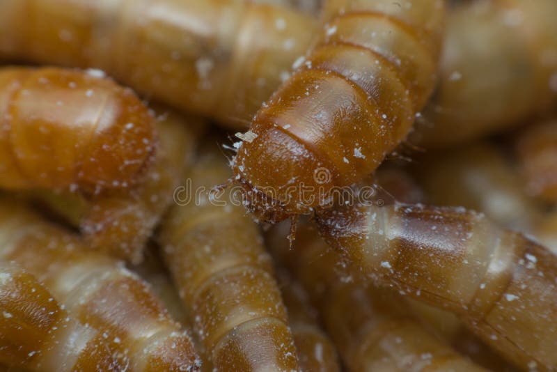 download mealworms near me download mealworms near me