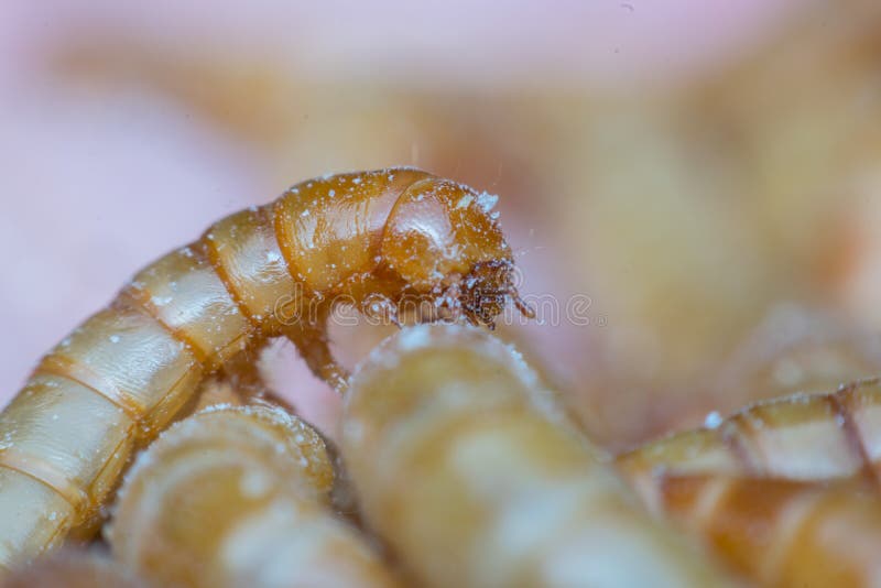 Mealworm abstract close up stock image. Image of invertebrate 24788279