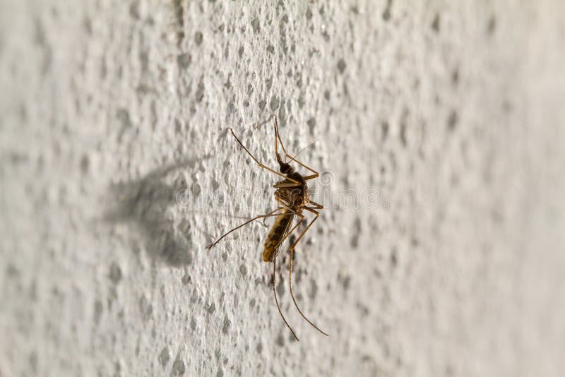 Macro of Mosquito with Soft Shadow on White Wall Stock Photo - Image of ...