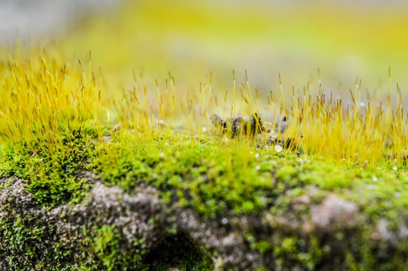 Macro moss meadow stock photo. Image of raindrop, rock 67952330