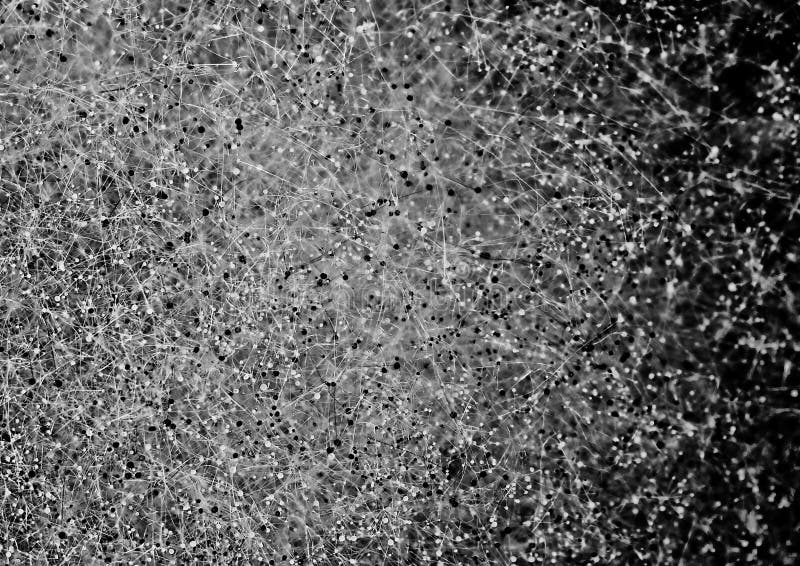 Macro mould stock photography