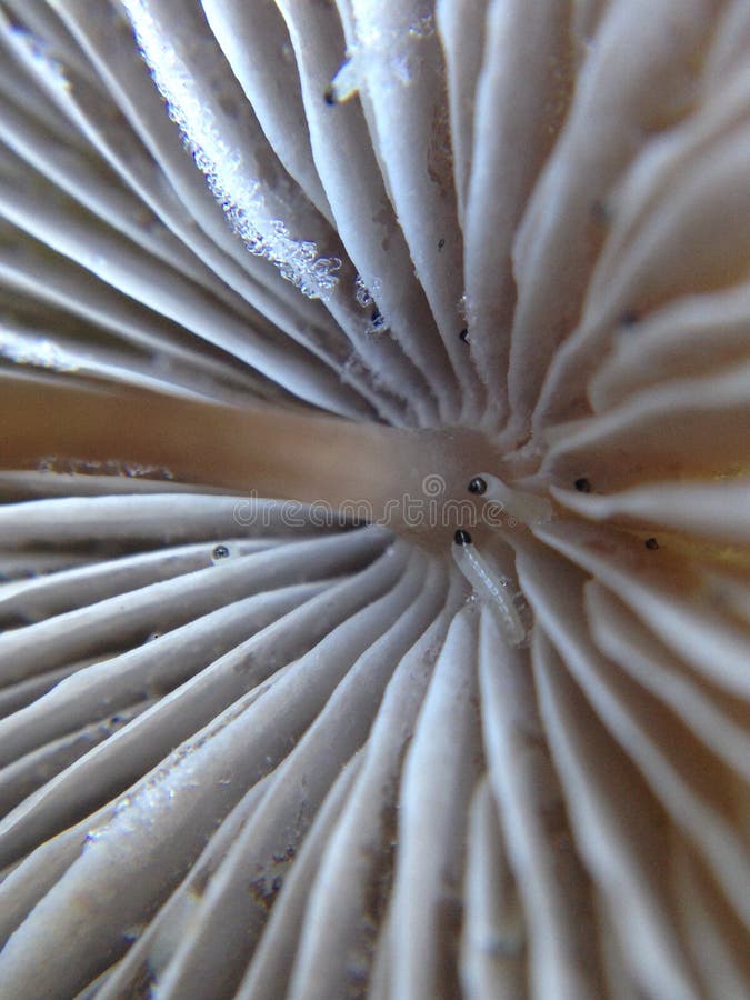 Mushroom Worms Eating Fresh Mushrooms Macro Of A Wormy Mushroom Stock Image Image of bolts