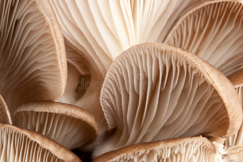 Macro of mushrooms