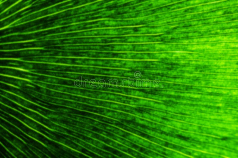Macro obscuro da folha do biloba da nogueira-do-Japão, fundo verde borrado do eco, veias naturais textured e plantas dos estomas foto de stock Macro obscuro da folha do biloba da nogueira-do-Japão, fundo verde borrado do eco, veias naturais textured e plantas dos estomas foto de stock