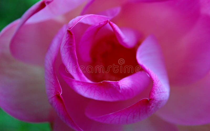 Macro op de roze lotusbloembloem die wordt geschoten Geconcentreerd in geel stuifmeel zachte nadruk op bloemblaadjes voor achterg royalty-vrije stock fotografie Macro op de roze lotusbloembloem die wordt geschoten Geconcentreerd in geel stuifmeel zachte nadruk op bloemblaadjes voor achterg royalty-vrije stock fotografie
