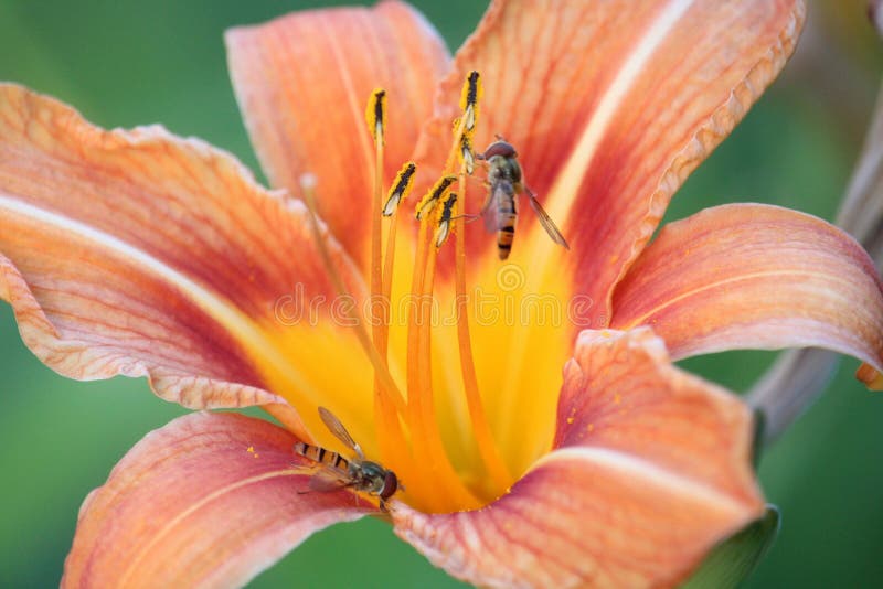 Macro orange de paysage de fleur de lis avec des guêpes photographie stock Macro orange de paysage de fleur de lis avec des guêpes photographie stock