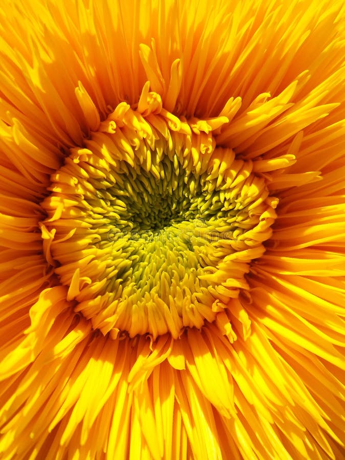Macro Ornamental Sunflower Center. Stock Image Image of flower