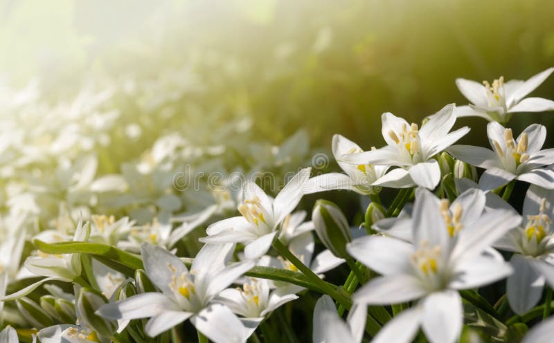 751 766 Horizontal Summer Photos Free Royalty Free Stock Photos From Dreamstime 751 766 Horizontal Summer Photos Free Royalty Free Stock Photos From Dreamstime
