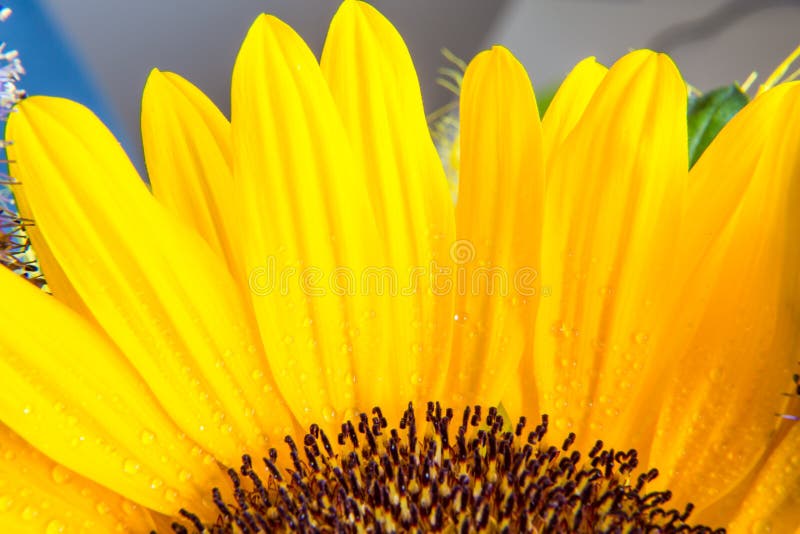 Download Macro Parte Del Colpo Della Fioritura Gialla Del Girasole Fotografia Stock - Immagine di fioritura, colore: 56886732