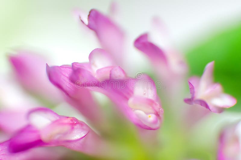 Macro of the petals of a pink flower royalty free stock images