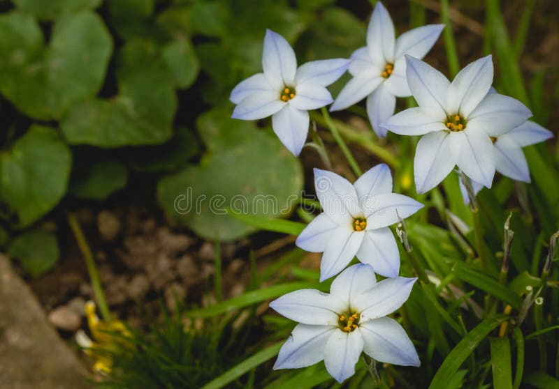 Macro Petite Fleur Blanche Près Pour Verdir Le Champ Photo stock - Image du  forêt, blanc: 121352222