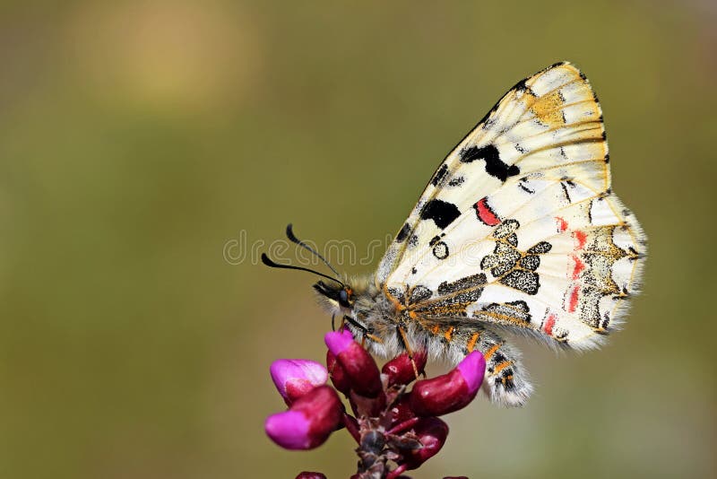 Allancastria louristana butterfly on flower , butterflies of Iran