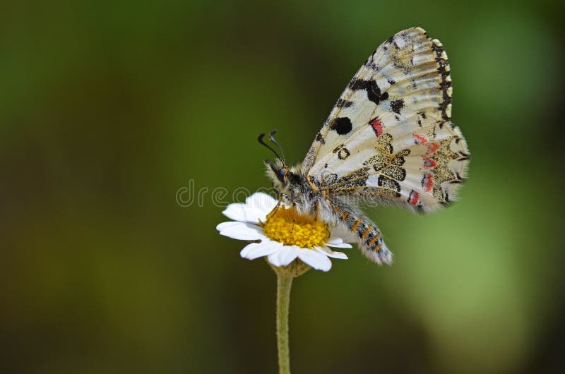 Allancastria louristana butterfly on flower , butterflies of Iran