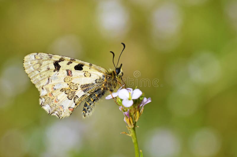 Allancastria louristana butterfly on flower , butterflies of Iran