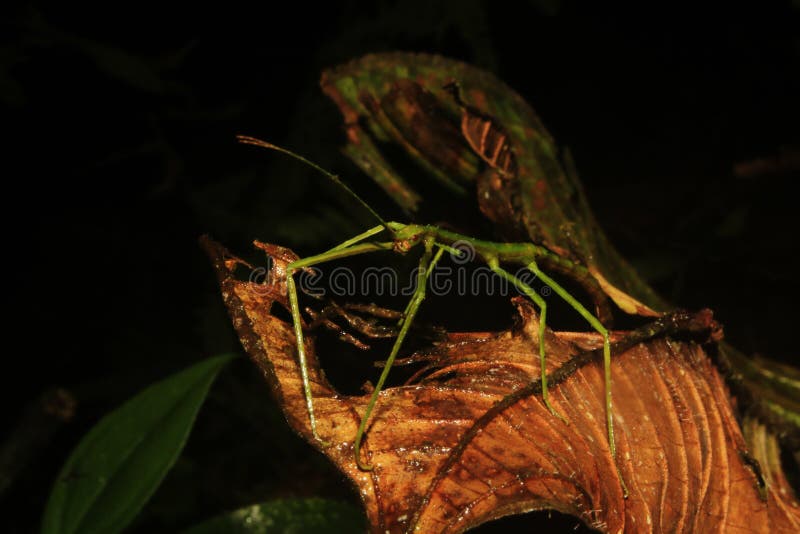 Macro photo of a angry looking green stick instect on a dead leaf stock image