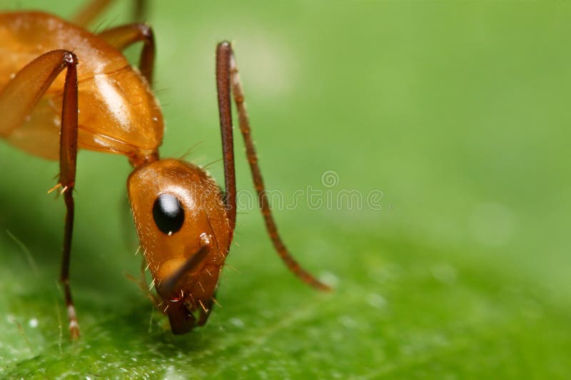 Makro z mravec na z list.