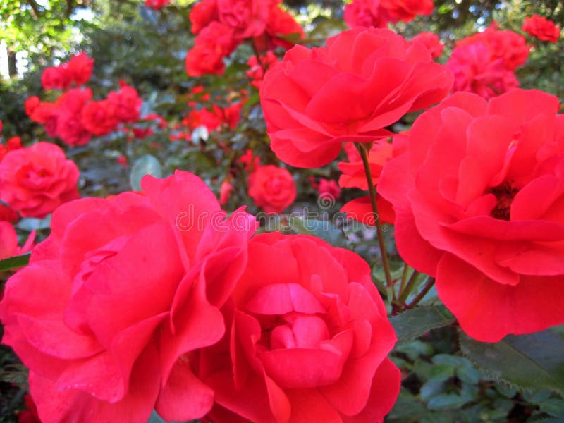 Macro photo avec de belles roses d'arbuste de jardin avec des pétales des nuances roses et de corail sur le fond du landscap de j photos libres de droits Macro photo avec de belles roses d'arbuste de jardin avec des pétales des nuances roses et de corail sur le fond du landscap de j photos libres de droits
