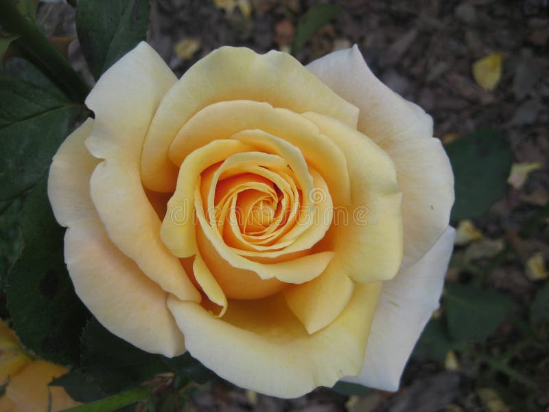 Macro photo with a beautiful flower of a shrub varietal garden rose plant with yellow petals for landscape design