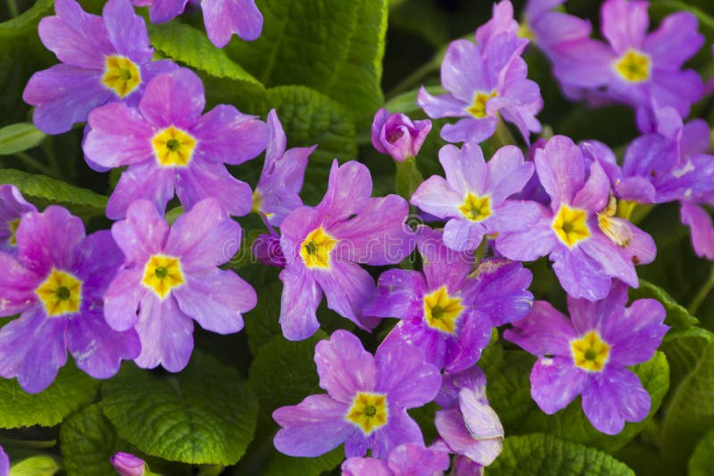 Spring flowers