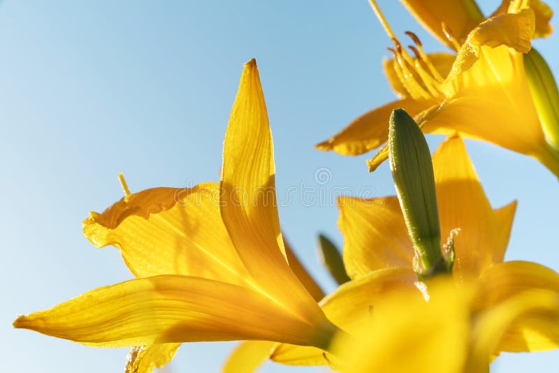 Macro photo of beautiful yellow lily hemerocallis blossoms in evening sunset light of summer garden against blue sky. royalty free stock photos Macro photo of beautiful yellow lily hemerocallis blossoms in evening sunset light of summer garden against blue sky. royalty free stock photos