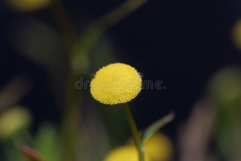 Macro Photo of a Brass Button Flower, Cotula Coronopifolia Stock Photo Image of cotula, flower