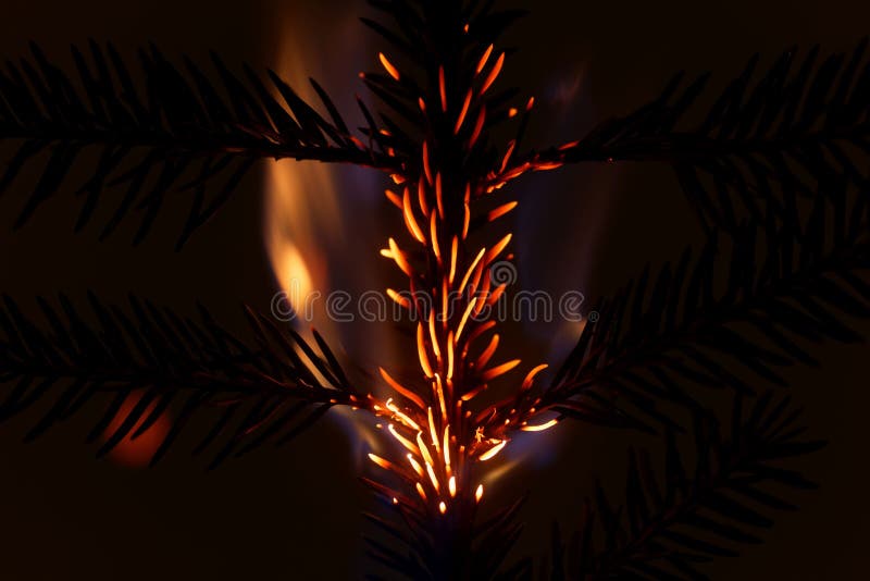 Burning and Glowing Pine Needles with a Dark Background Stock Photo